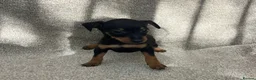 Miniature Pinscher dogs for sale: Beautiful  pinchers pups - Advert 1