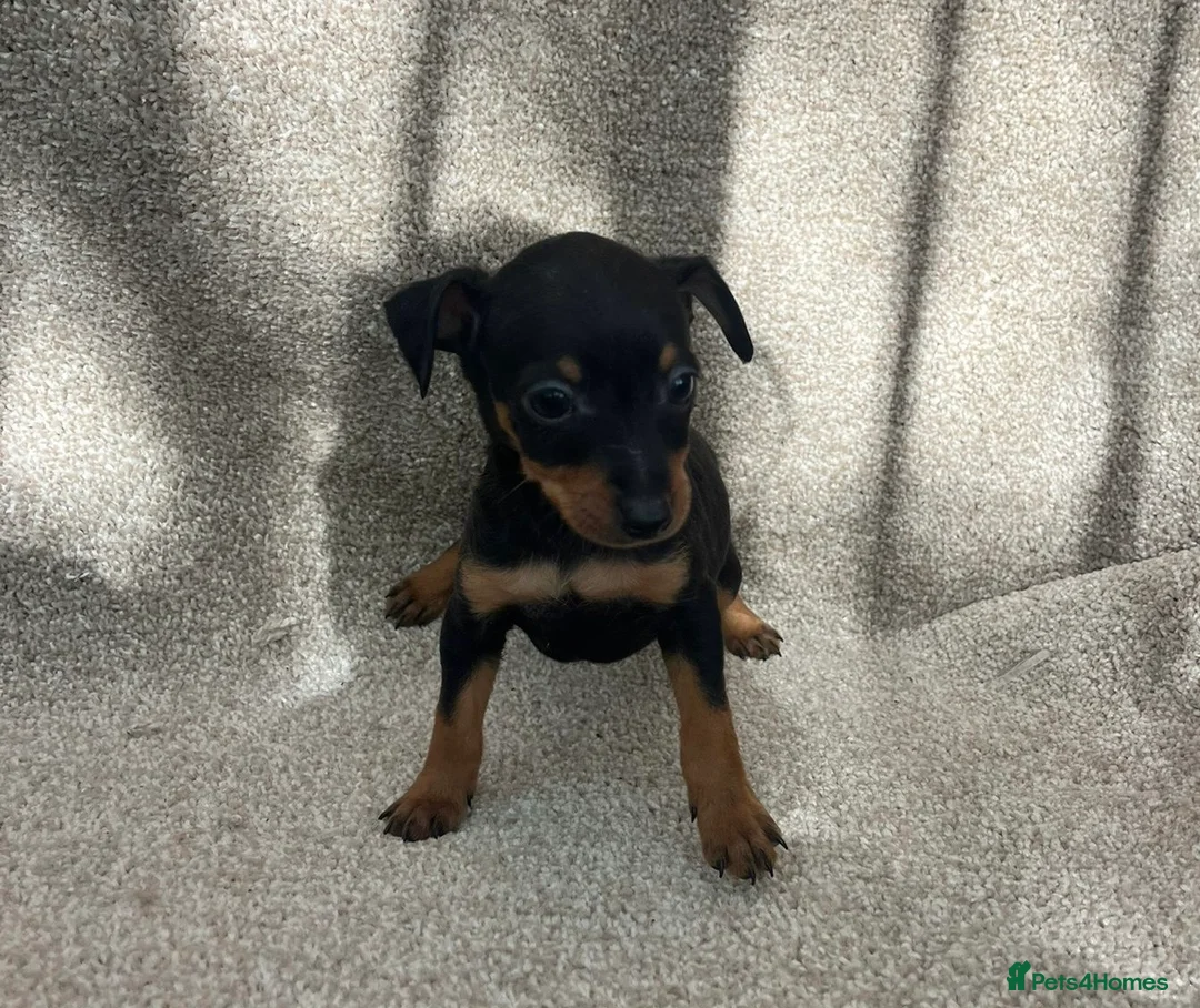 Miniature Pinscher dogs for sale: Beautiful  pinchers pups - Advert 1