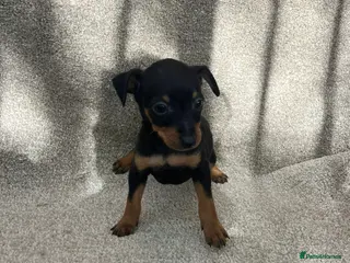 Miniature Pinscher dogs Beautiful pinchers pups - Advert 6