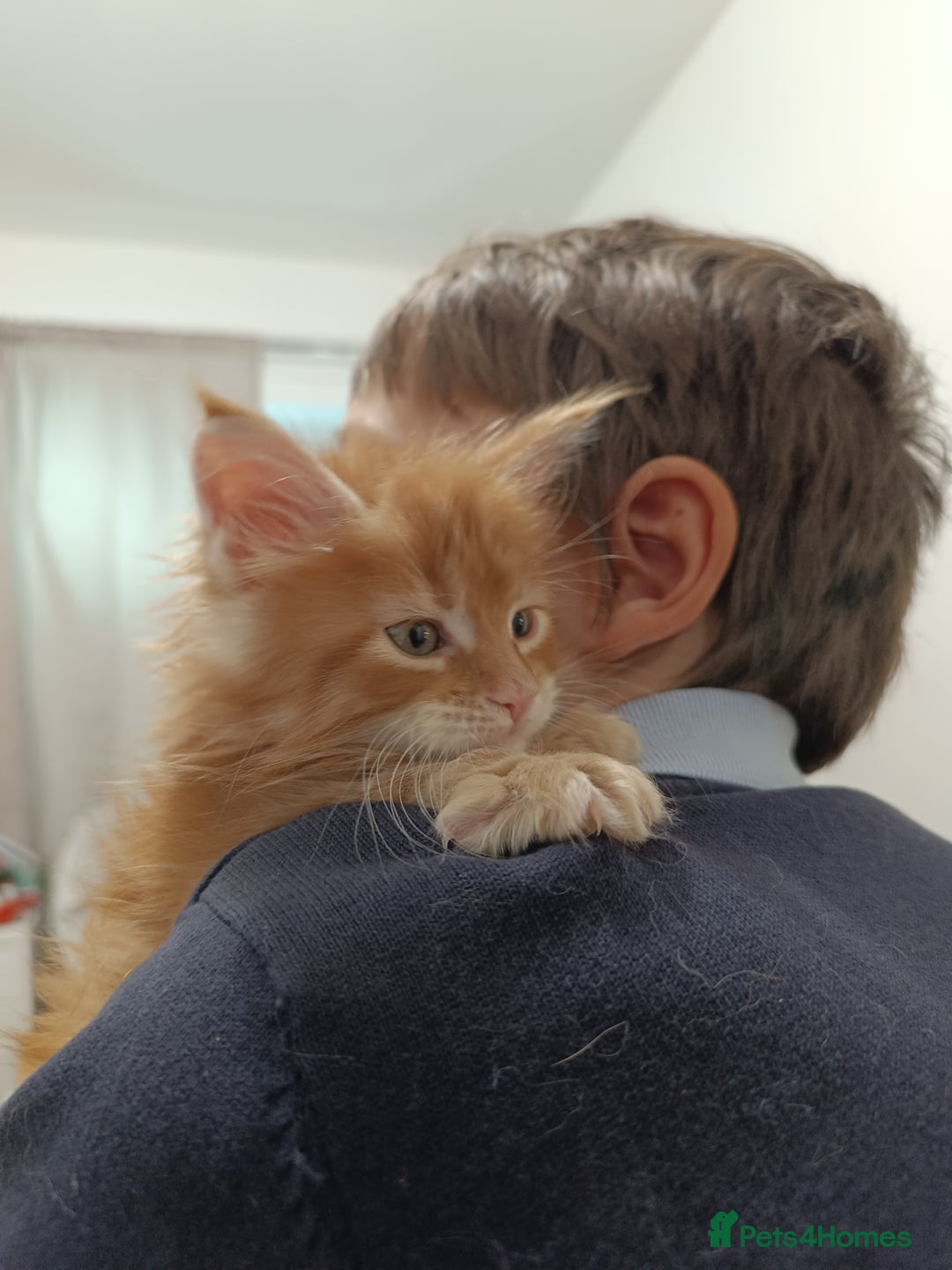Maine Coon cats for sale: Boy, male Maine Coon  - Advert 5