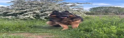 German Shepherd dogs for sale: Big,beautiful,wolf eyes puppies  - Advert 12