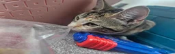European cats for sale: Tabby girl ready to go in London - Advert 6