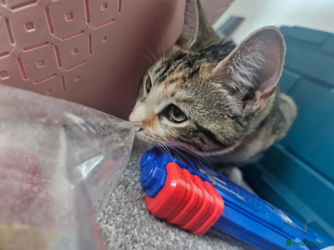 European cats for sale: Tabby girl ready to go in London - Advert 6