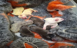 French Bulldog dogs for sale: Fully vaccinated females, males vet checked  - Image 3