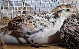 Quail poultry for sale: Mexican Speckled Bobwhite Quail Chicks - Image 3