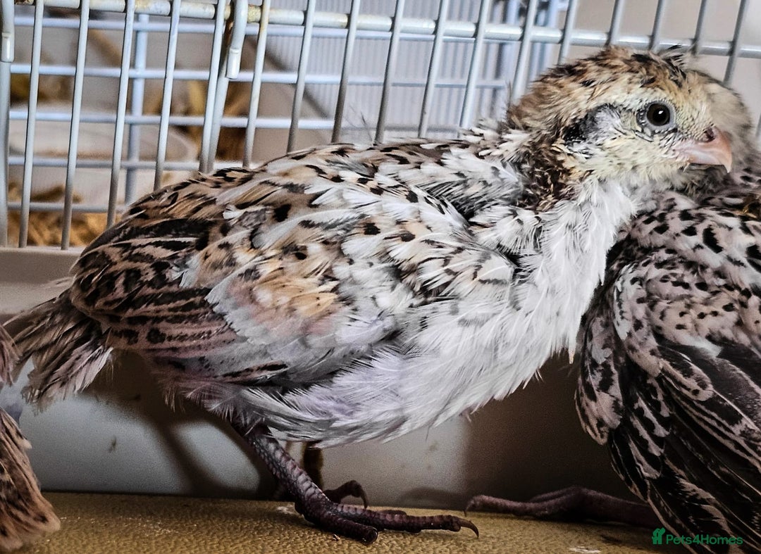 Quail poultry for sale: Mexican Speckled Bobwhite Quail Chicks - Image 3
