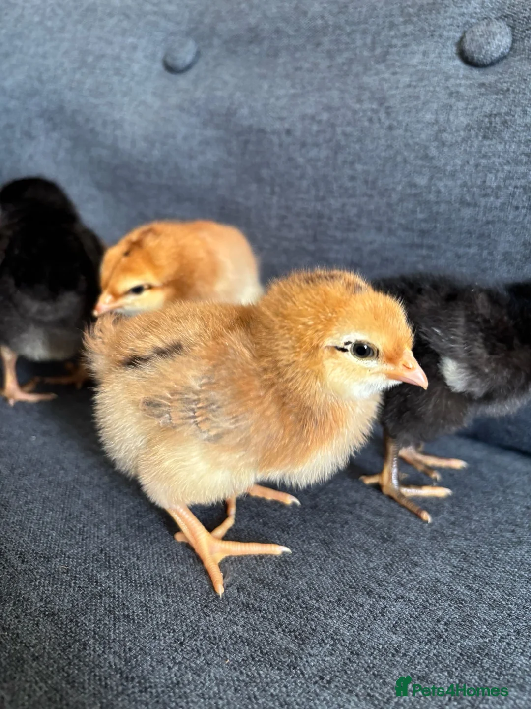 Mixed Breed livestock for sale: Newly Hatched Chicks in Llandeilo - Advert 2