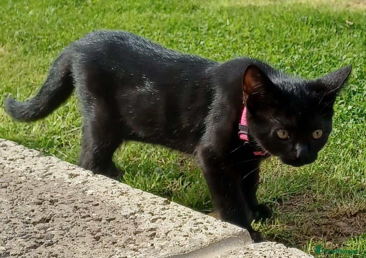 British Shorthair cats Cute 12 Week Old Female Kitten Looking For A Home - Advert 1