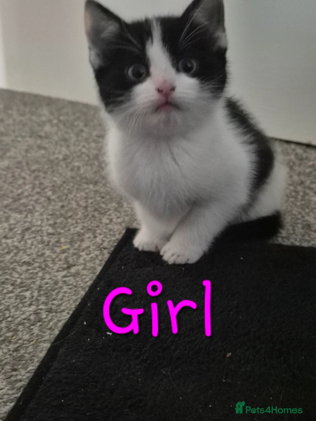 Mixed Breed cats for sale: Ready for new homes now  - Advert 2