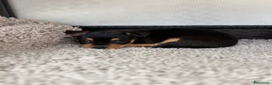 Mixed Breed 4