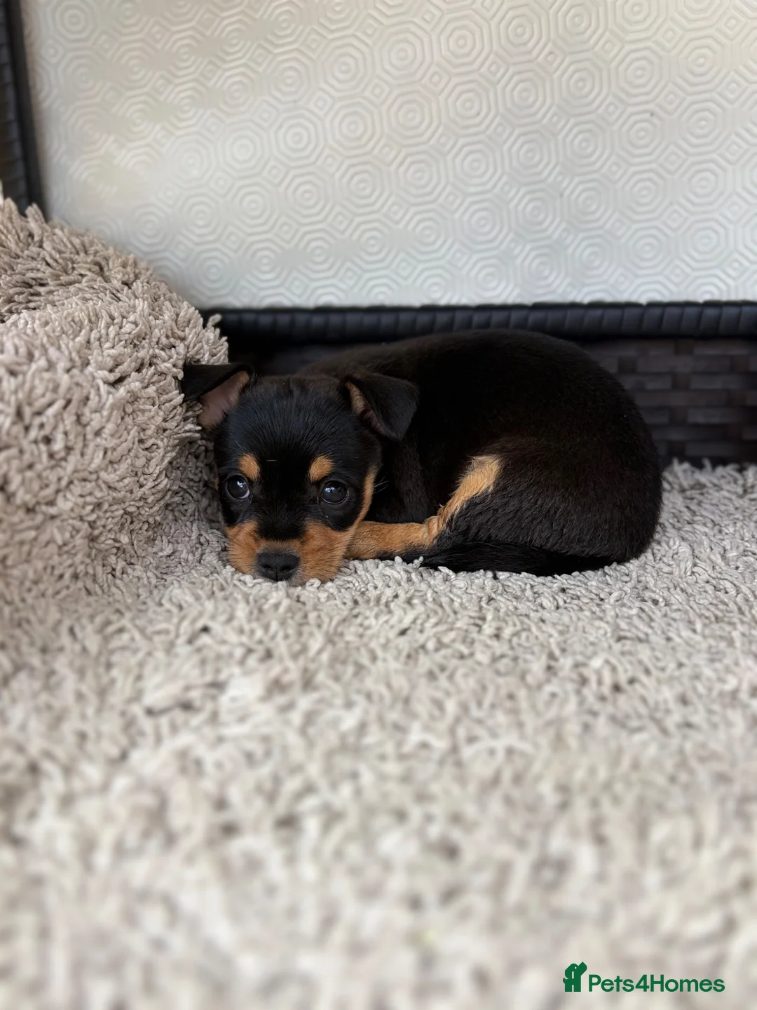 Mixed Breed dogs for sale: Jack Russell Cross Chorkie Puppies - Advert 33