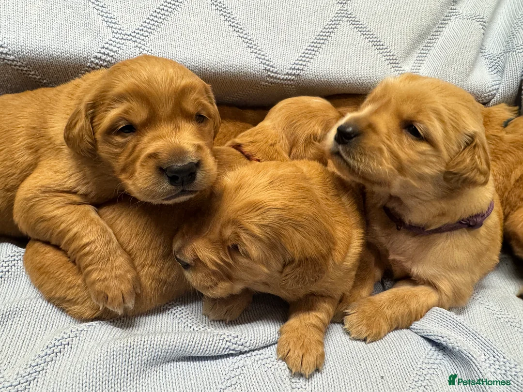Golden Retriever dogs for sale: DARK RED KC GOLDEN RETRIEVER PUPS ❤️ - Advert 1