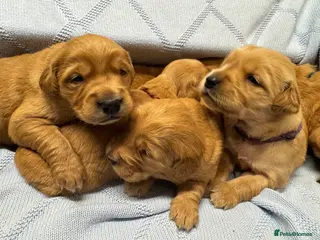 Golden Retriever dogs DARK RED KC GOLDEN RETRIEVER PUPS ❤️ - Advert 1