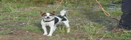Mixed Breed dogs for adoption: Rasti in Alfreton - Advert 8