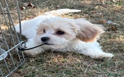 Cavachon dogs for sale: Cavachon puppies  - Image 21