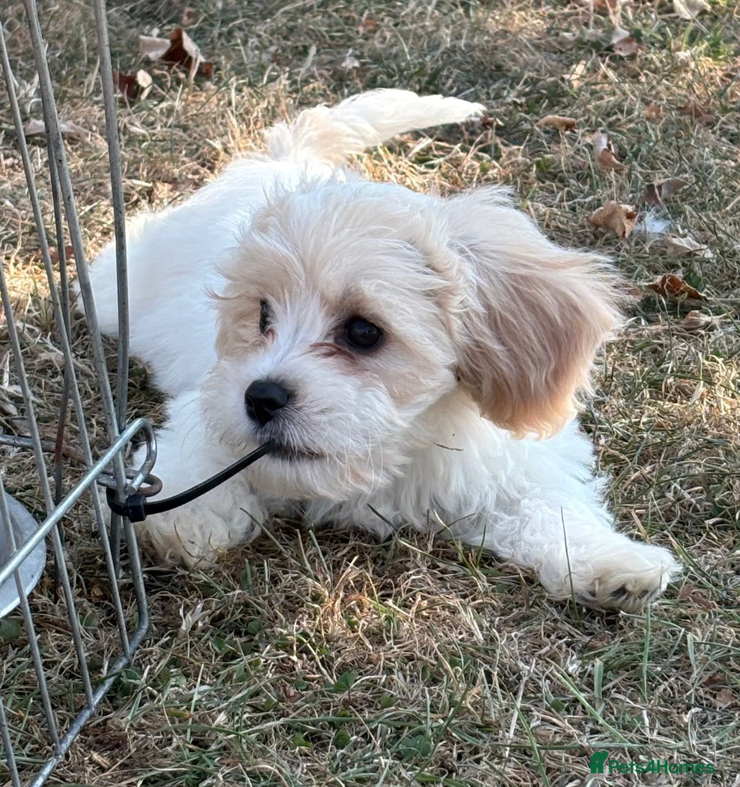 Cavachon dogs for sale: Cavachon puppies  - Image 21