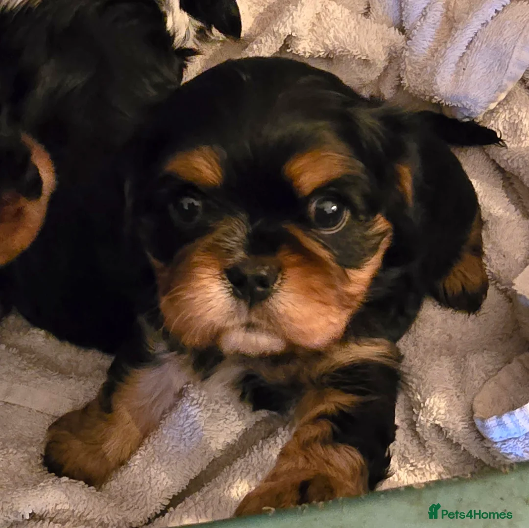 Cavalier King Charles Spaniel dogs for sale: Specialist Tested Cavalier King Charles Pups - Advert 1