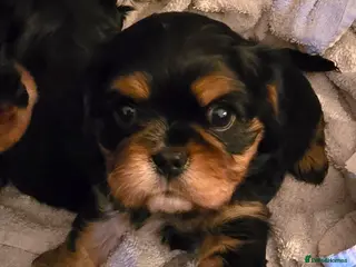 Cavalier King Charles Spaniel dogs Specialist Tested Cavalier King Charles Pups - Advert 3