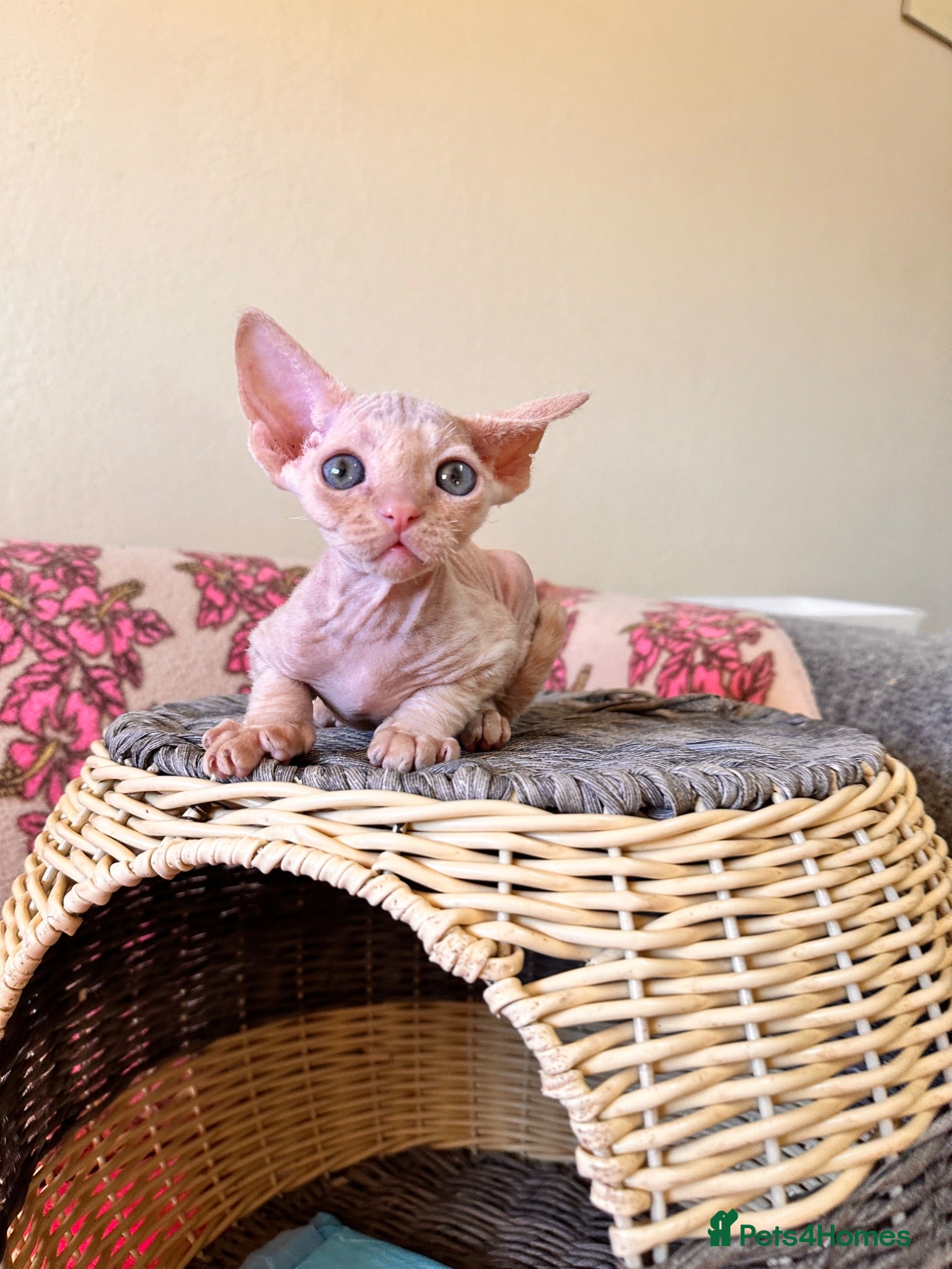 Devon Rex cats beautiful Devon Rex kittens  - Advert 9
