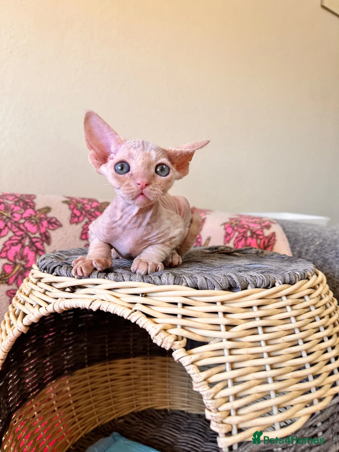 Devon Rex cats for sale: beautiful Devon Rex kittens  - Advert 2