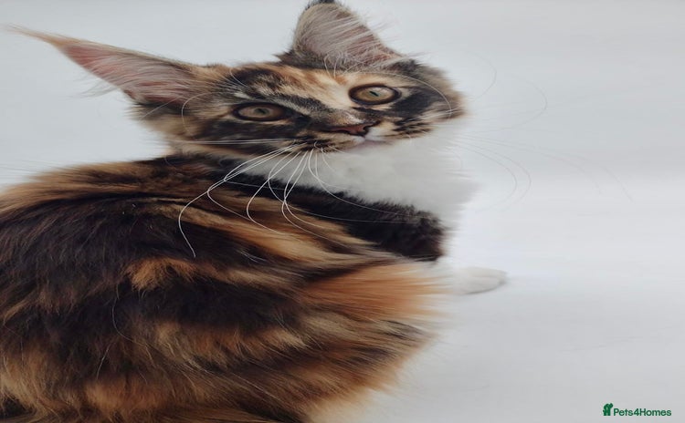 Maine Coon cats in Nantwich - Advert 11