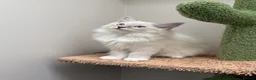 Ragdoll cats for sale: Last 2 STUNNING Ragdoll Kittens Remaining 😍 - Advert 7