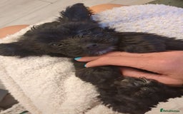 Mixed Breed dogs for sale: Cockapoo x cairn terrier - Image 15