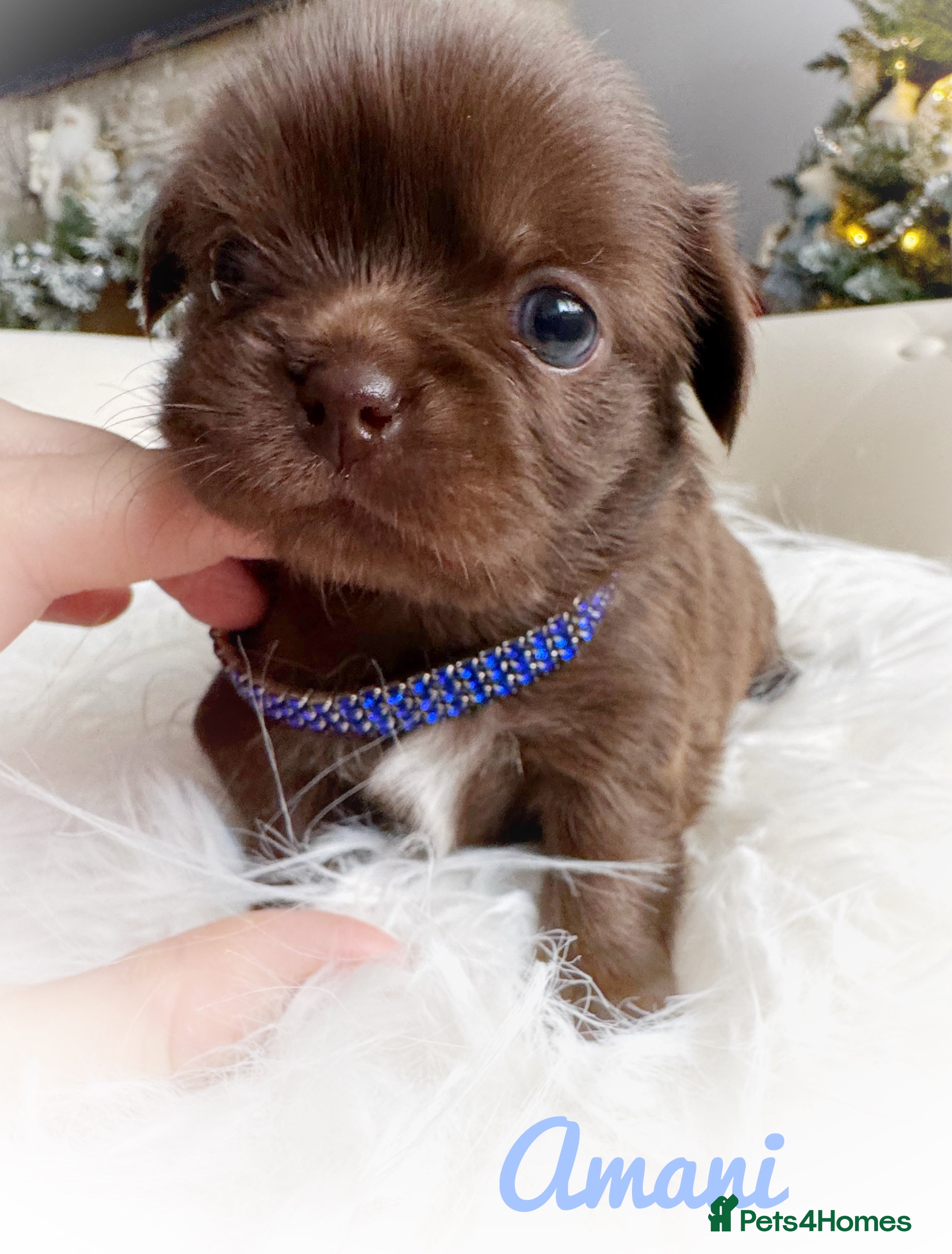 Chihuahua dogs Kc reg chocolate and lilac LC quality puppies - Advert 1