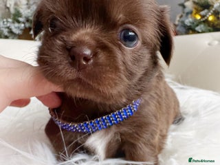 Chihuahua dogs Kc reg chocolate and lilac LC quality puppies - Advert 6