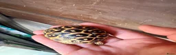 Tortoise reptiles for sale: Indian star tortoise  - Advert 2