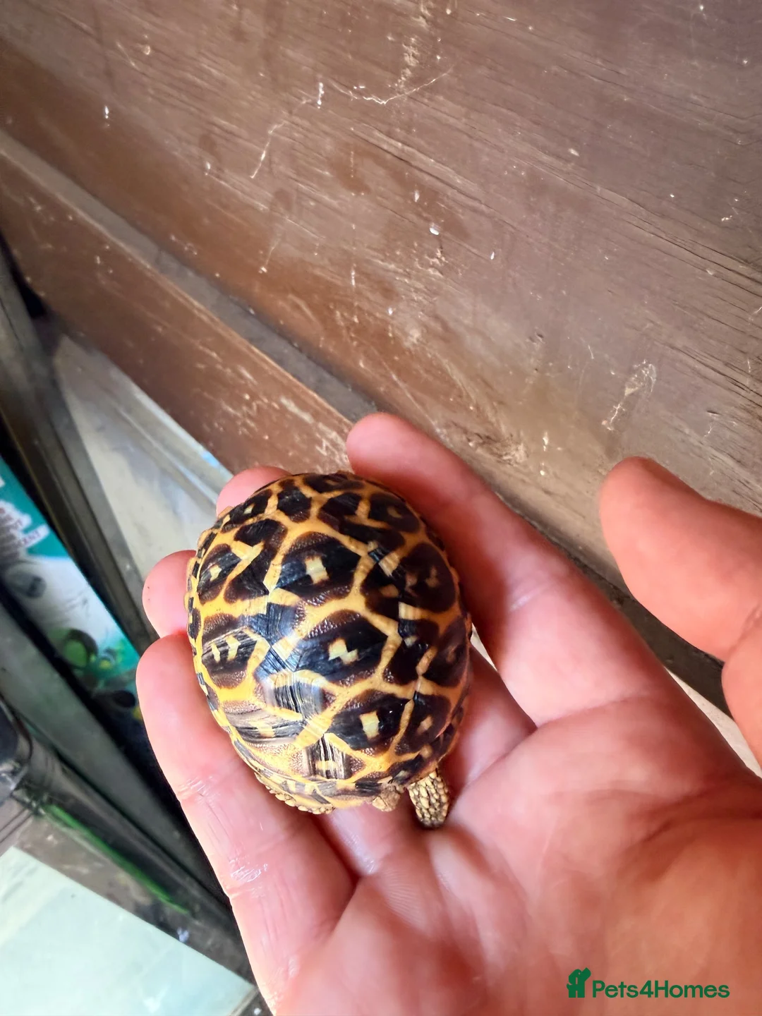 Tortoise reptiles for sale: Indian star tortoise  - Advert 2