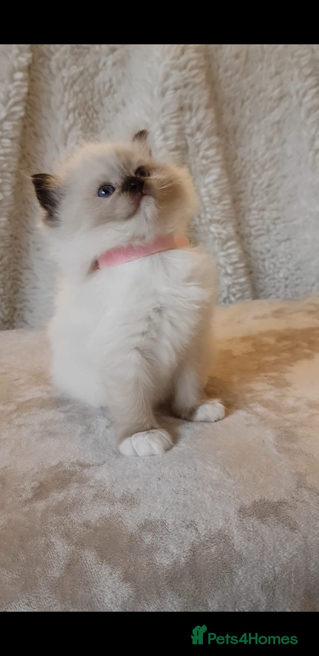 Ragdoll cats for sale: Exceptional Bloodlines Ragdoll kittens  - Advert 12