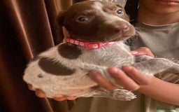 German Shorthaired Pointer dogs for sale: Stunning Litter of GSP puppies - Image 16