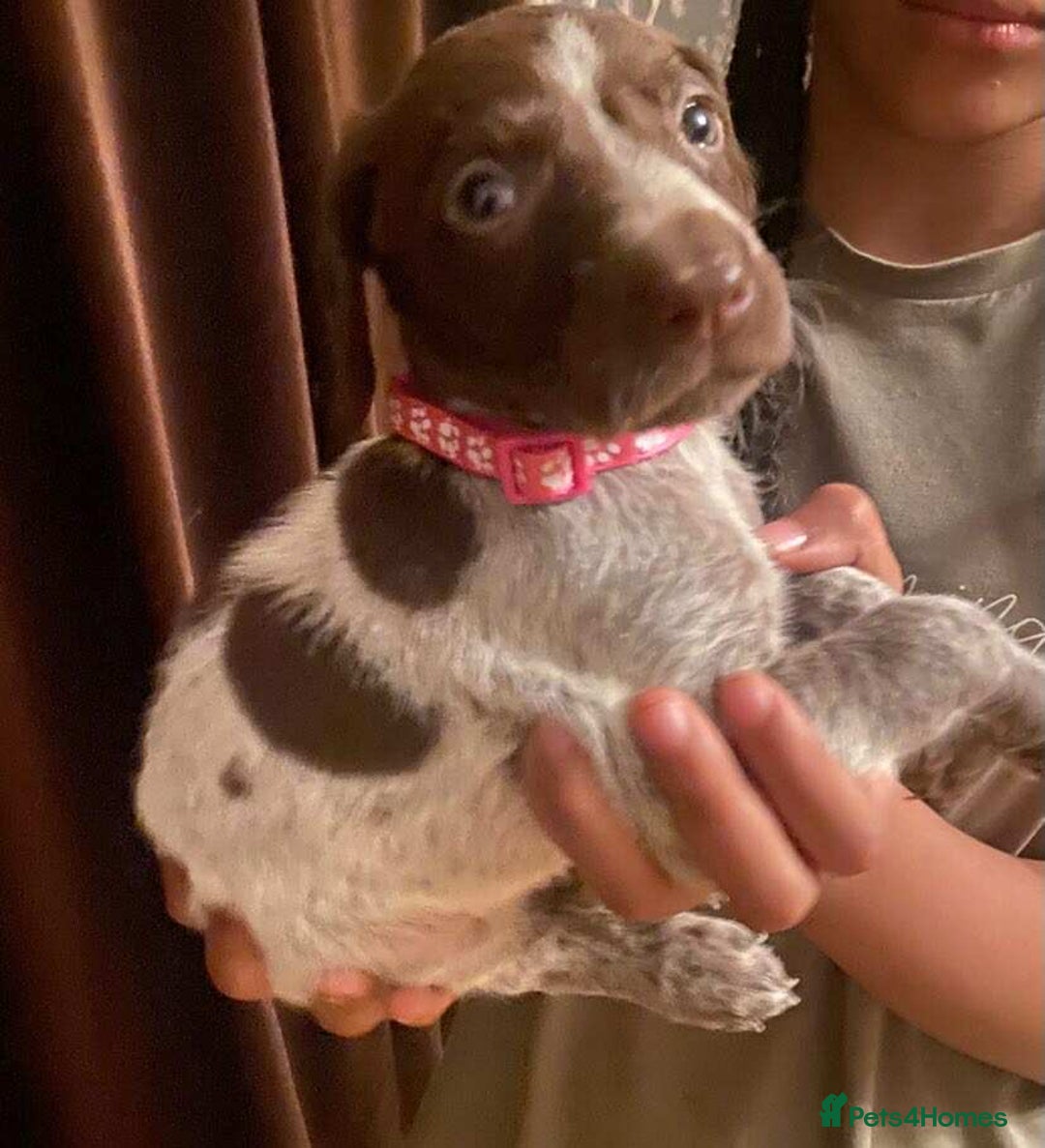 German Shorthaired Pointer dogs for sale: Stunning Litter of GSP puppies - Image 16