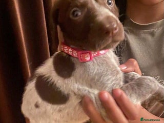 German Shorthaired Pointer dogs - Advert 1