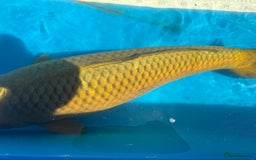 Koi Carp fish for sale: Various koi carp for sale  - Image 34