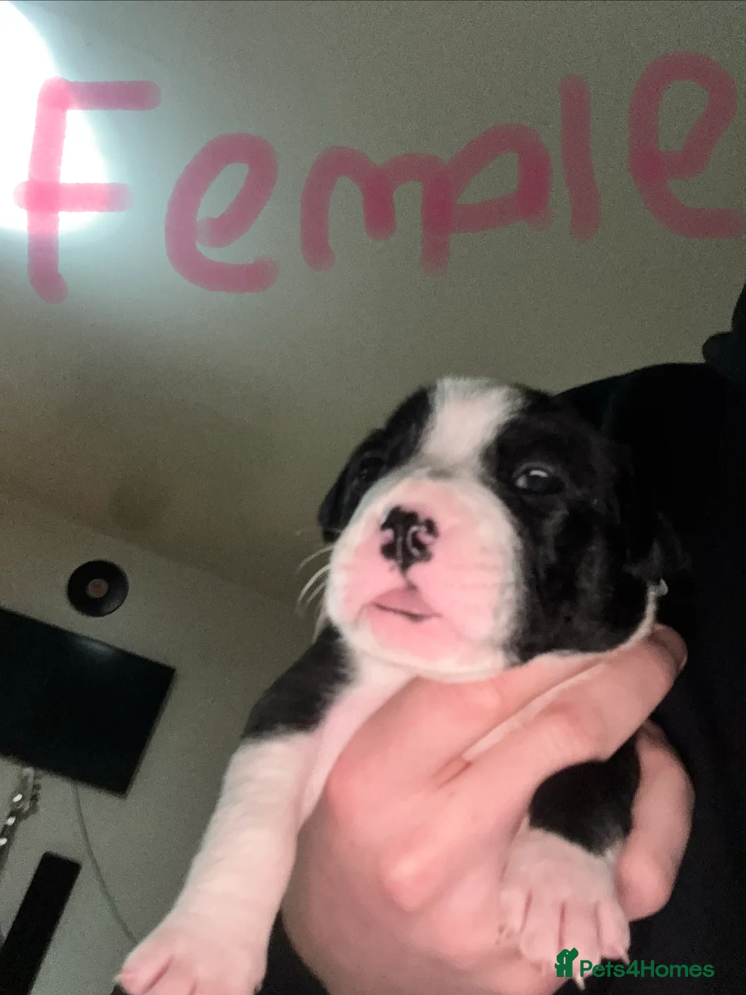 Staffordshire Bull Terrier dogs for sale: Irish Staffy Puppies for sale  - Advert 7