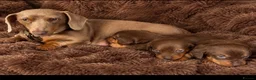 Dachshund dogs for sale: Miniature dachshund puppy  - Advert 1