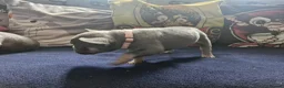 French Bulldog dogs for sale: French bulldog pups in Ballymena - Advert 9