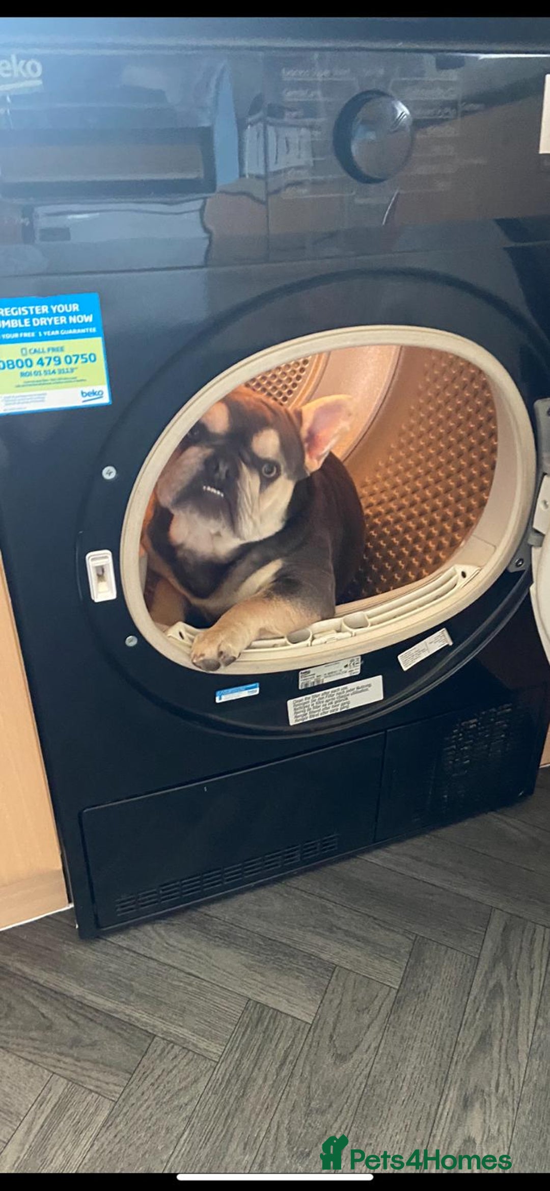 French Bulldog dogs for sale: Beautiful French bulldog boy 1 year old - Image 2