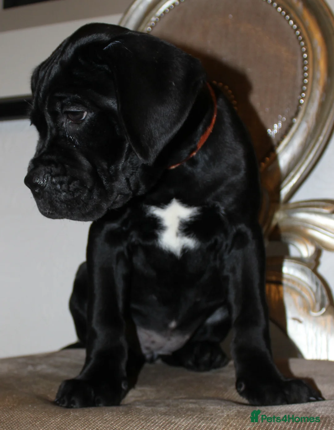 Cane Corso dogs for sale: PRICE DOWN, 1 BOY 2 GIRLS LEFT - Advert 5