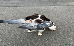 English Springer Spaniel dogs for stud: ENGLISH SPRINGER SPANEIL AT STUD!! in Wisbech - Image 3