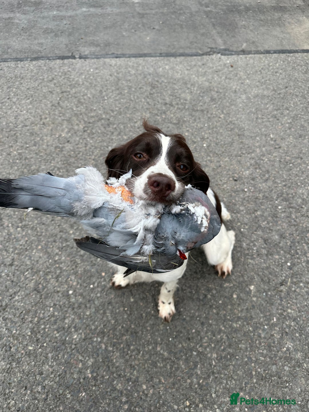English Springer Spaniel dogs for stud: ENGLISH SPRINGER SPANEIL AT STUD!! in Wisbech - Image 3