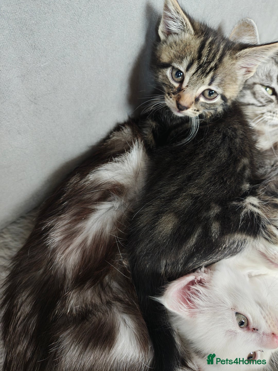 Mixed Breed cats for sale: 2 Gorgeous boys left - Image 4