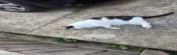 Mixed Breed cats for sale: Rehoming cat - Advert 6