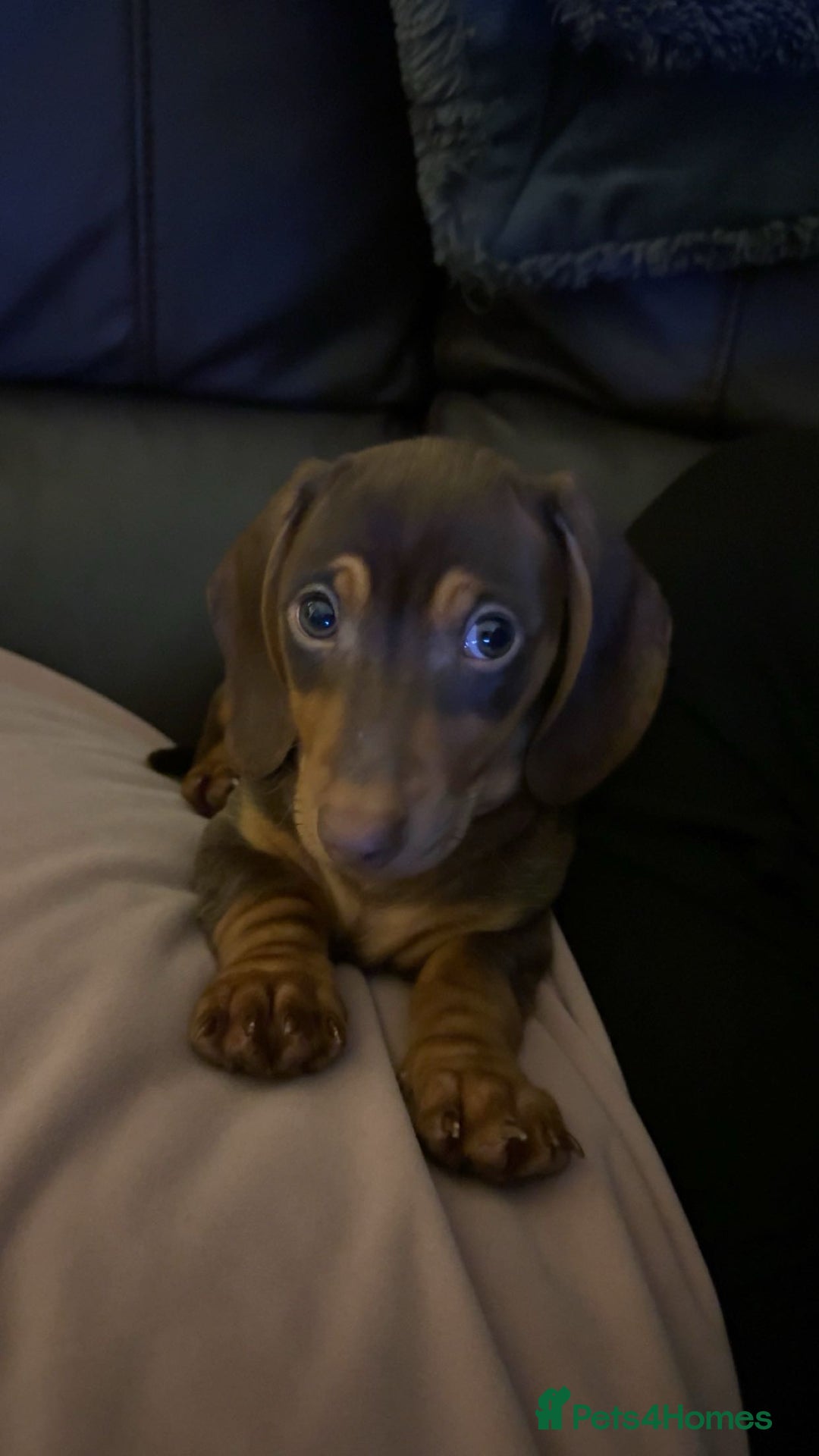 Miniature Dachshund dogs for sale: Male Miniature Dachshund.   - Image 5