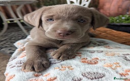 Labrador Retriever dogs for sale: KC Silver Labradors  - Image 23