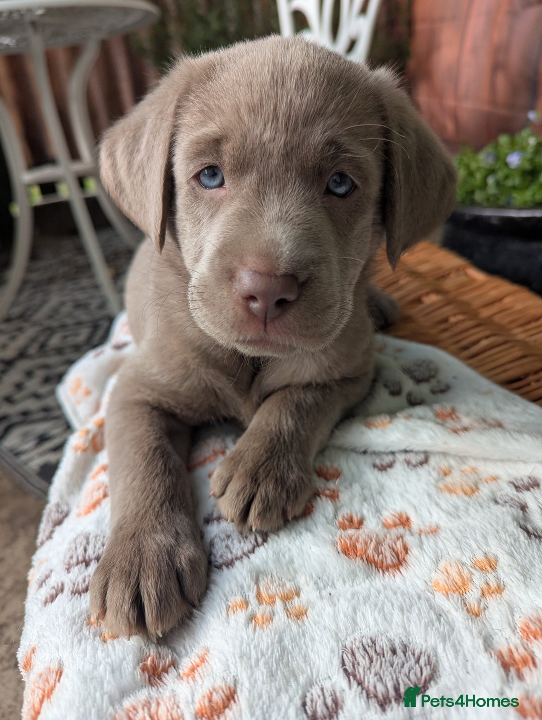 Labrador Retriever dogs for sale: KC Silver Labradors  - Image 23