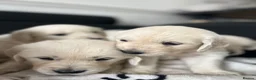 Golden Retriever dogs for sale: KC Pure white golden retriever puppies in Reading - Advert 3