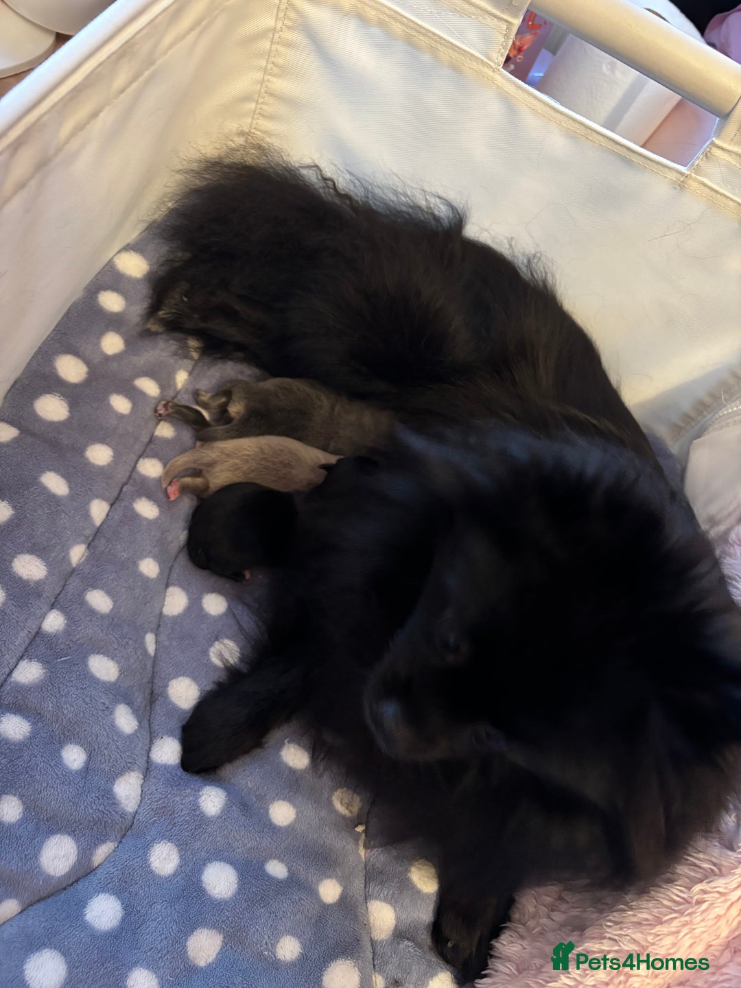 Pomchi dogs for sale: Primrose’s precious pomchi babies - Advert 18